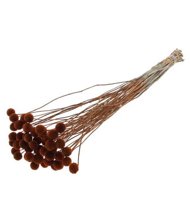 Craspedia fleurs séchées | Marron | Longueur ± 65 centimètres | 10 pièces par bouquet | À commander par bouquet