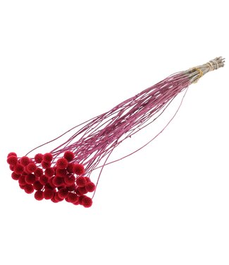 QC Fleurs séchées Craspedia | Cerise | Longueur ± 65 centimètres | 10 pièces par bouquet | Par bouquet