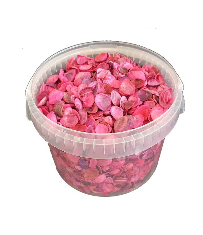 Nordsee-Muscheln in einem wiederverwendbaren Eimer | Cerise | 3 Liter pro Eimer | Stückweise bestellbar