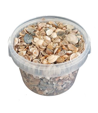 QC Nordsee-Muscheln im wiederverwendbaren Eimer | Natur | 3 Liter pro Eimer | Pro Stück