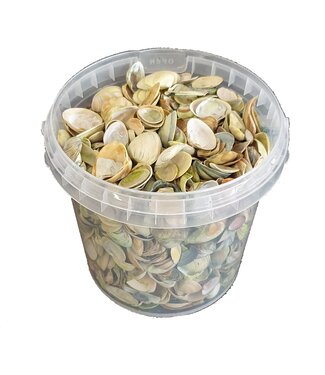 QC Nordsee-Muscheln in wiederverwendbaren Eimern | Hellgrün | 1 Liter pro Eimer | Pro 6 Stück