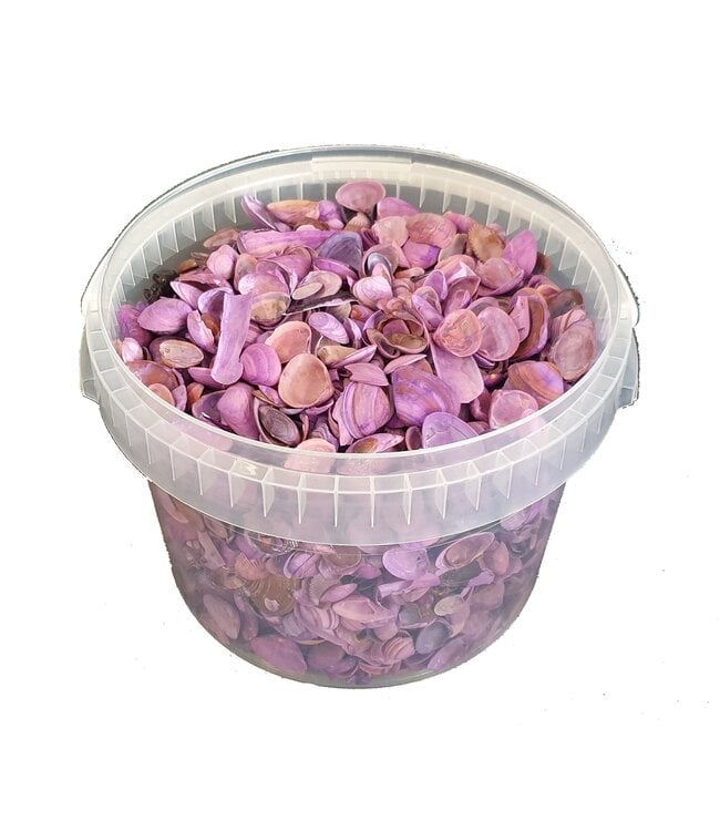 Coquillages de la mer du Nord dans un seau réutilisable | Violet givré | 3 litres par seau | À commander à l'unité