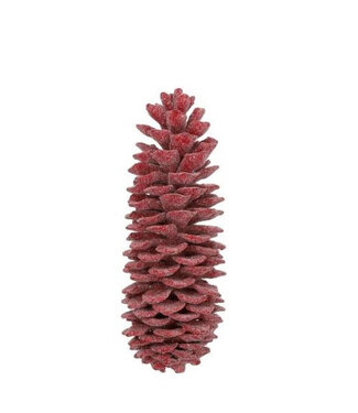 4A Pommes de pin rouges Sugar pine cirées | Longueur 35 centimètres | Par pièce