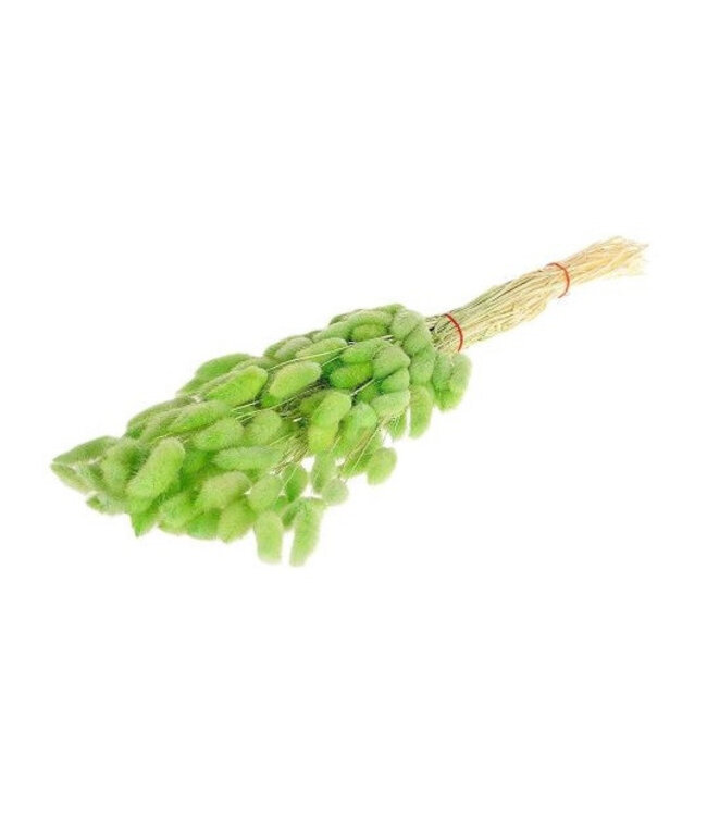 Mint green dried Bunny Tails | Lagurus Ovatus dried flowers | Length 55 centimetres | Available per bunch