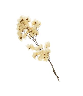 4A Bougainvillier séché | Fleurs séchées de bougainvillier | Longueur 45-55 centimètres | Par bouquet