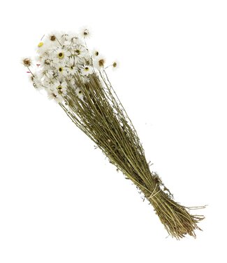 4A Marguerites séchées Naturelles Blanches Zonnestrobloem | Fleurs séchées Acroclinium Rhodanthe | Longueur 60 centimètres | Par bouquet