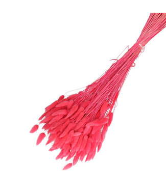4A Cherry-coloured dried Bunny Tails | Lagurus Ovatus dried flowers | Weight 100 grams | Length 65 centimetres | Per bunch
