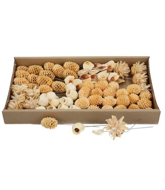 4A Naturelle Weiße Allerheiligen Leucadendron Trocken-Deko-Stecker | Sortiment | Pro 80 Stück