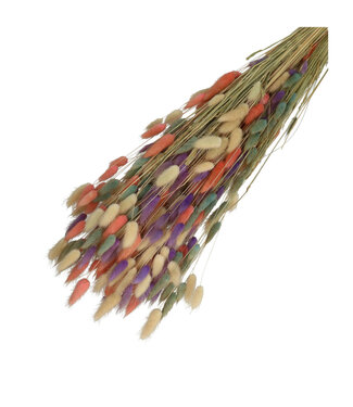 4A Mixed Colours Pink Dried Bunny Tails | Lagurus Ovatus Dried Flowers | Length 65 centimetres | Weight 100 grams | Per bunch