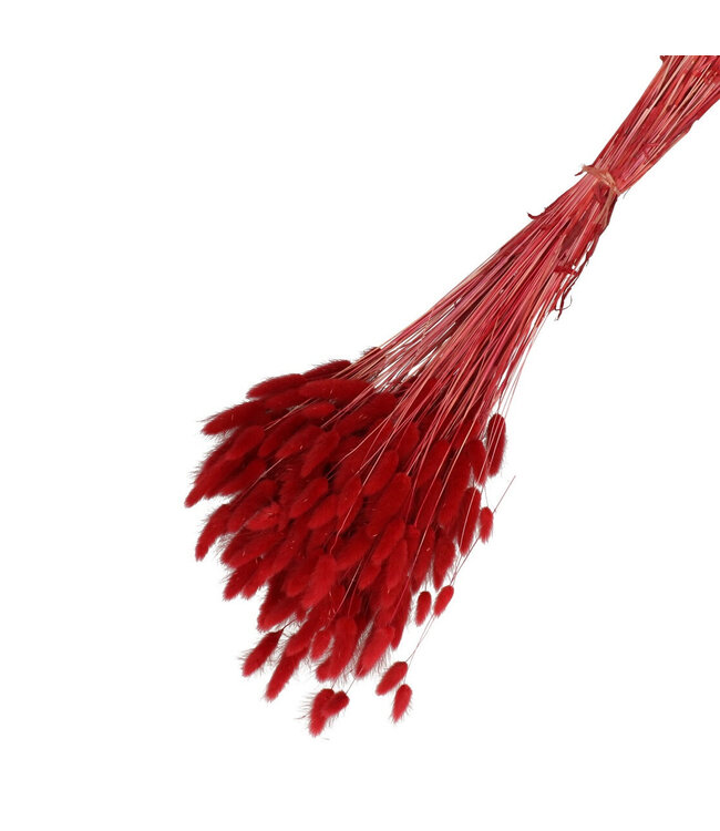 Bordeaux red dried Hare's Tail | Lagurus Ovatus dried flowers | Weight 100 grams | Length 65 centimetres | Available per bunch