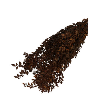 4A Brown dried butcher's broom | Ruscus dried flowers | Length 65 centimetres | Weight 110 grams | Per bunch