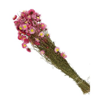4A Marguerites séchées Rose Immortelle d'Australie | Fleurs séchées Acroclinium Rhodanthe | Longueur 60 centimètres | Par bouquet