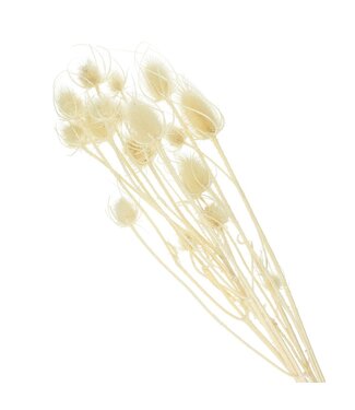 4A Dried thistles | Cardistella or Chardon dried flowers | Length 60 centimetres | Per bunch
