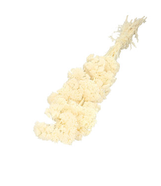 4A Achillée blanche blanchie séchée | Achillea Parker fleurs séchées | Longueur 65 centimètres | 12 tiges par bouquet | Par bouquet