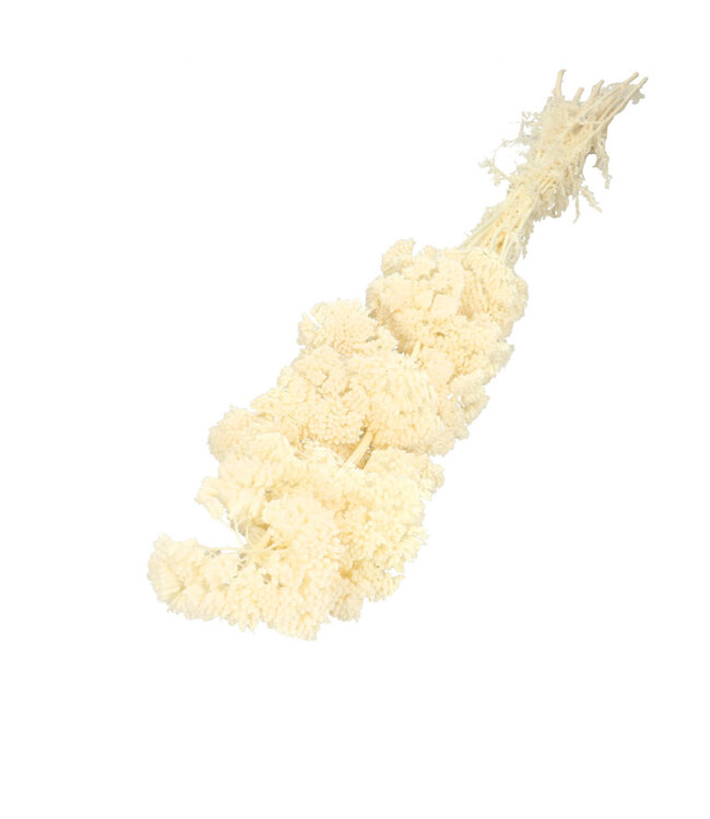 Achillée séchée blanchie | Achillea Parker fleurs séchées | Longueur 65 centimètres | 12 tiges par bouquet | À commander par bouquet