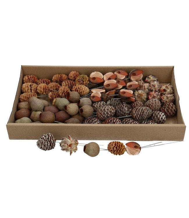 Allerheiligen Leucadendron | Sortiment | Stecker für Trockenblumen | Pro 80 Stück zu bestellen