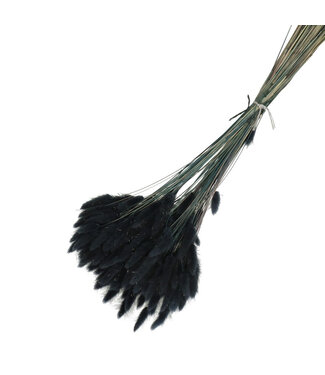 4A Black Dried Bunny Tails | Lagurus Ovatus Dried Flowers | Weight 100 grams | Length 65 centimetres | Per bunch