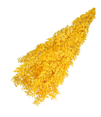 4A Yellow dried butcher's broom | Ruscus dried flowers | Length 65 centimetres | Weight 110 grams | Per bunch