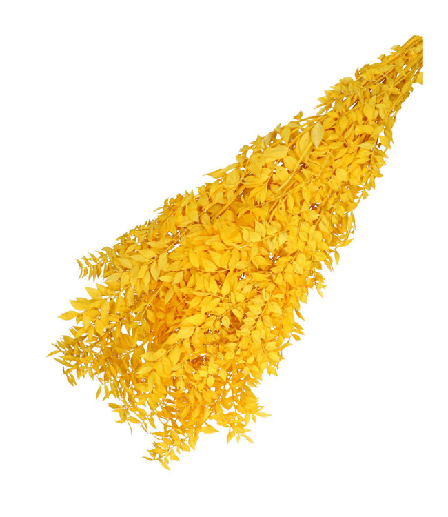 Yellow dried butcher's broom | Ruscus dried flowers | Length 65 centimetres | Weight 110 grams | Available per bunch