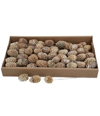 4A Naturelle Matte Braune Allerheiligen Sabulosum Trocken-Deko-Stecker | Pro 80 Stück