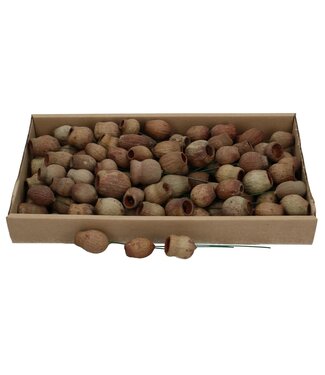 4A Naturelle Matte Braune Allerheiligen Bellgums Trocken-Deko-Stecker | Pro 100 Stück