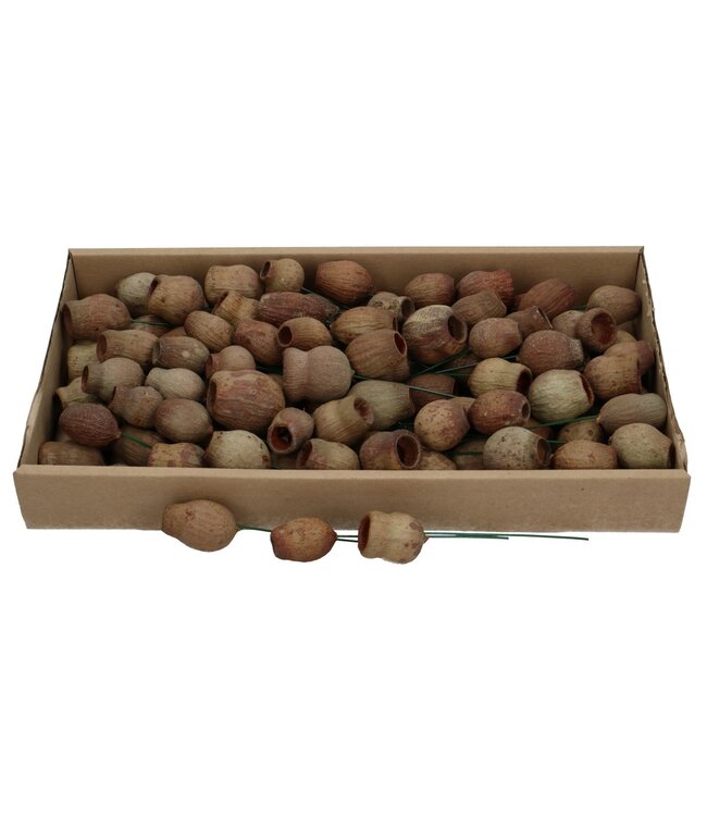 Naturelle Matte Braune Allerheiligen Bellgums | Stecker für Trockenblumen | Pro 100 Stück bestellbar