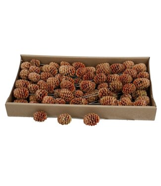 4A Naturelle Braun Allerheiligen Sabulosum Trocken-Deko-Stecker | Pro 80 Stück