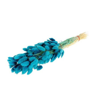 4A Blue Dried Bunny Tails | Lagurus Ovatus Dried Flowers | Length 55 centimetres | Per bunch