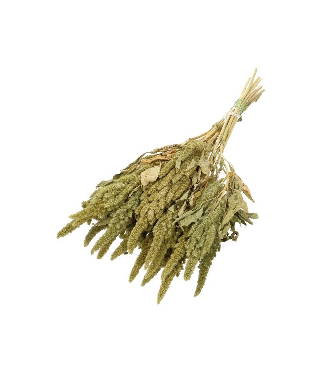 Amarante séchée verte | Fleurs séchées d'Amarante | Longueur 60 centimètres | À commander par bouquet