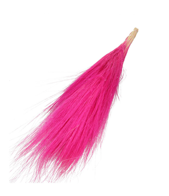 Dried Goat Grass | Dried grasses | Length 65-70 centimetres | Available per bunch