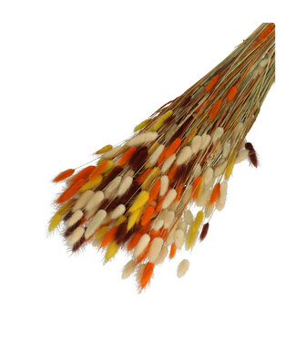 4A Couleurs Mélangées Orange Queue de Lièvre Séchée | Fleurs Séchées Lagurus Ovatus | Longueur 65 centimètres | Poids 100 grammes | Par bouquet