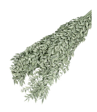 4A Groen Witte gedroogde muizendoorn | Ruscus droogbloemen | Lengte 65 centimeter | Gewicht 110 gram | Per bos