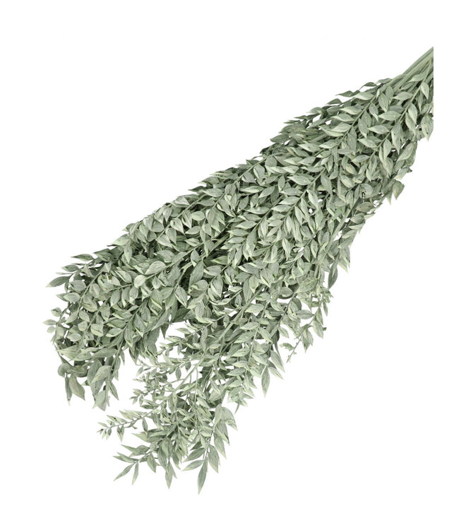 Green White dried butcher's broom | Ruscus dried flowers | Length 65 centimetres | Weight 110 grams | Available per bunch