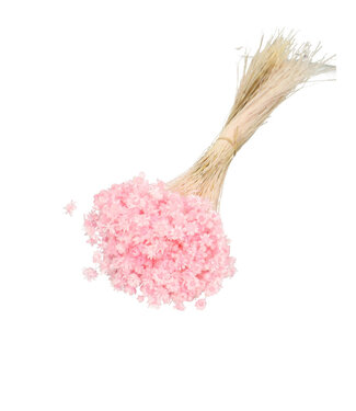 4A Fleurs séchées roses de Campanule | Fleurs séchées Glixia | Poids 50 grammes | Longueur 40 centimètres | Par bouquet