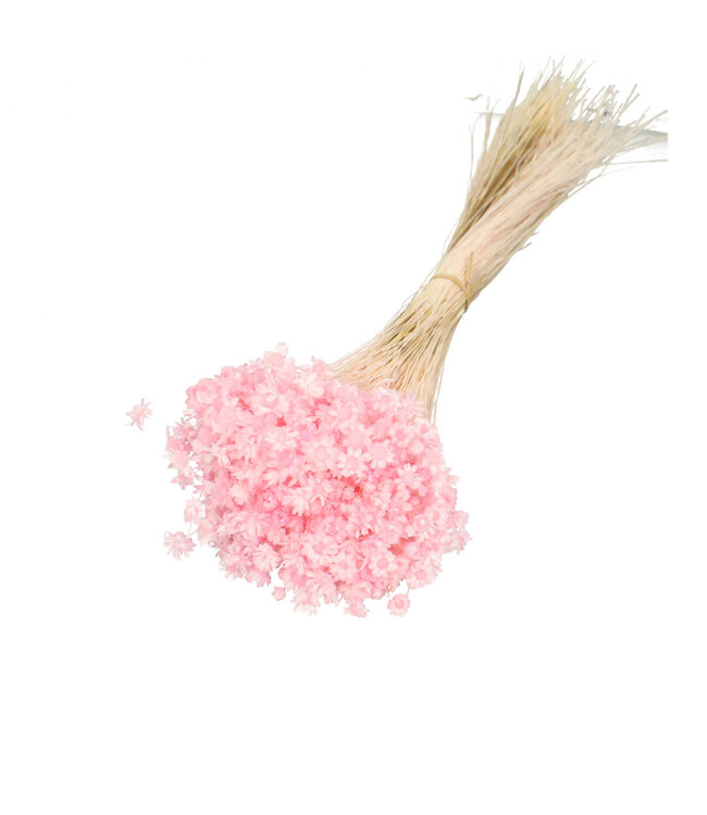 Fleurs séchées Clochettes roses | Fleurs séchées Glixia | 50g | Longueur 40 centimètres | À commander par bouquet