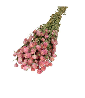 4A Amarante globuleuse séchée rose clair | Fleurs séchées de Gomphrena | Poids 110 grammes | Longueur 65 centimètres | Par bouquet