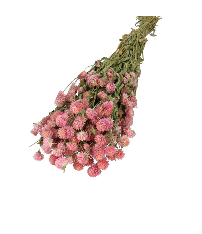 Amarante globe rose clair séchée | Fleurs séchées Gomphrena | Poids 110 grammes | Longueur 65 centimètres | À commander par bouquet