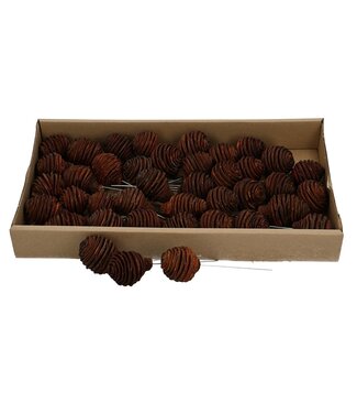4A Brown All Saints Platyspermum dried decoration pick | Per 40 pieces
