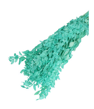 4A Light blue dried butcher's broom | Ruscus dried flowers | Length 65 centimetres | Weight 110 grams | Per bunch