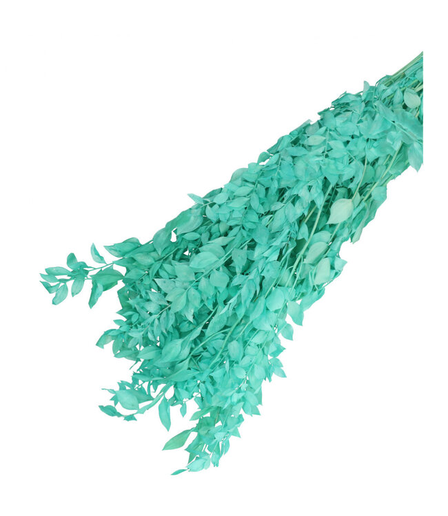 Light blue dried butcher's broom | Ruscus dried flowers | Length 65 centimetres | Weight 110 grams | Available per bunch
