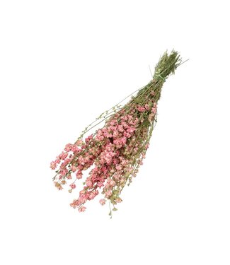 4A Delphinium séché rose | Fleurs séchées Delphinium | Longueur 60 centimètres | Par bouquet