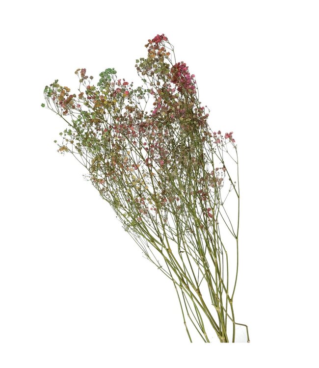 Mixed Colours Dried Baby's Breath | Gypsophila Dried Flowers | 45g | Length 70 centimetres | Available per bunch