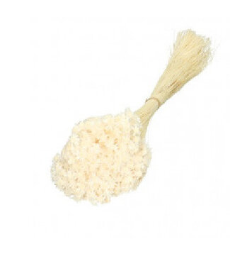 4A Dried Glixia | Starflower dried flowers | Weight 50 grams | Length 40 centimetres | Per bunch