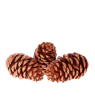 4A Copper-coloured pine cones Maritima | Length 12 centimetres | Per 3 pieces