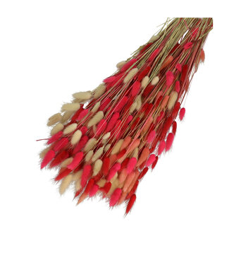 4A Mixed Colours Red Dried Bunny Tails | Lagurus Ovatus Dried Flowers | Length 65 centimetres | Weight 100 grams | Per bunch