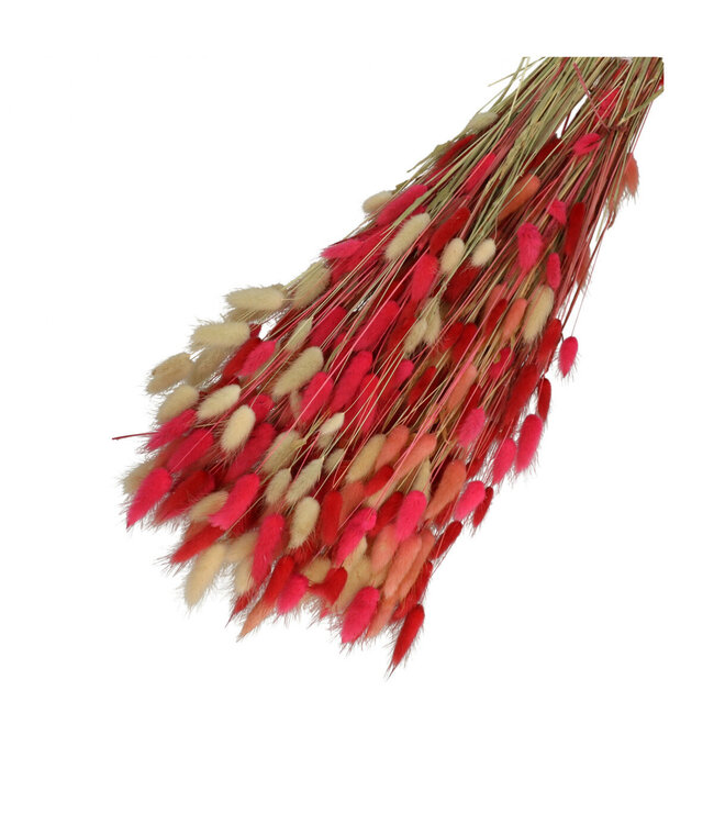 Mixed Colours Red Dried Bunny Tails | Lagurus Ovatus Dried Flowers | Length 65 centimetres | Weight 100 grams | Available per bunch