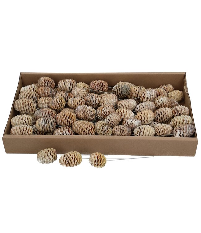 Pommes de pin brunes naturelles avec piquet Sabulosum | Commandable par 80 pièces