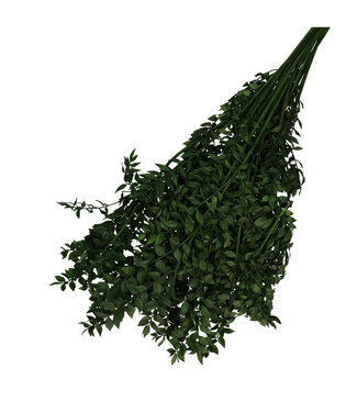4A Donkergroene gedroogde muizendoorn | Ruscus droogbloemen | Lengte 65 centimeter | Gewicht 110 gram | Per bos