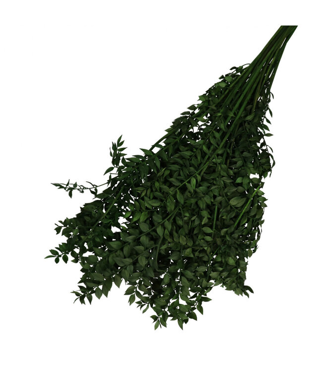 Dark green dried butcher's broom | Ruscus dried flowers | Length 65 centimetres | Weight 110 grams | Available per bunch