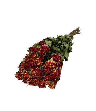 4A Yellow Orange Dried Roses | Rose Dried Flowers | 10 Roses Per Bunch | Length 50 centimetres | Per Bunch